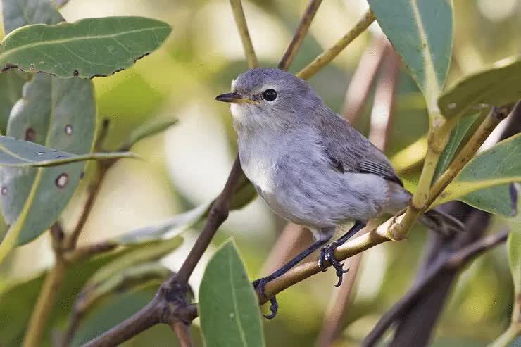 burung-remetuk-bakau-9448925