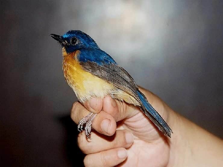 burung-sikatan-sunda-8940353