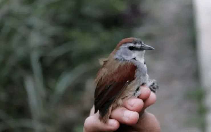 burung-tepus-pipi-perak-9910805