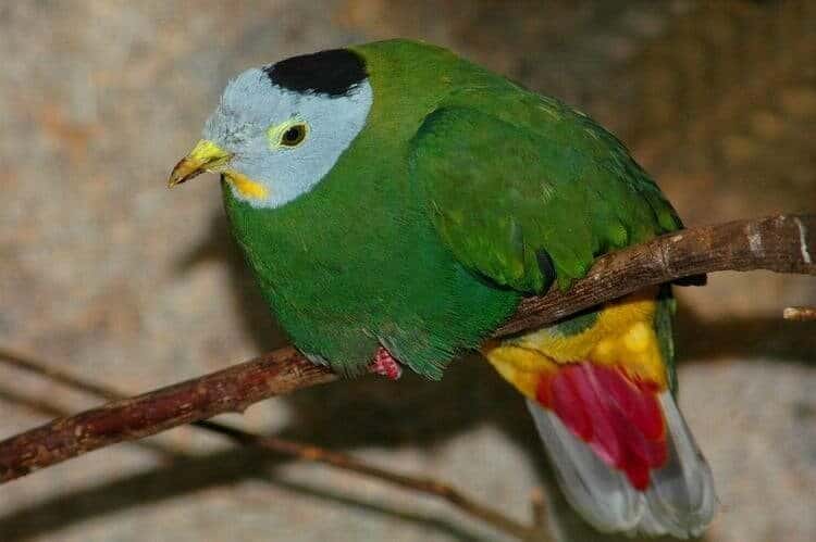 burung-walik-kembang-2490117