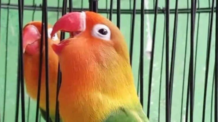 cara-bikin-lovebird-ngekek-mangap-7869344