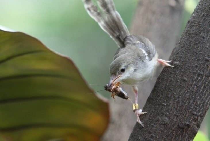 cara-budidaya-burung-ciblek-kristal-dengan-mudah-6983785