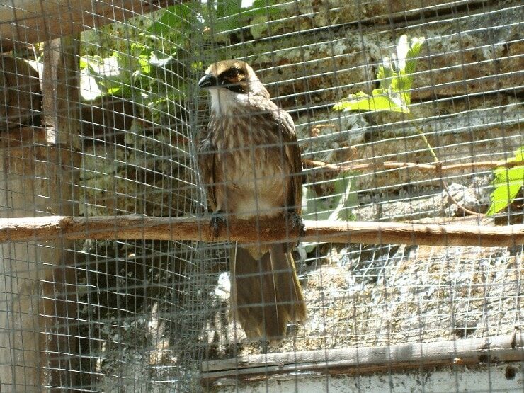 cara-budidaya-burung-cucak-rowo-paling-mudah-8153583