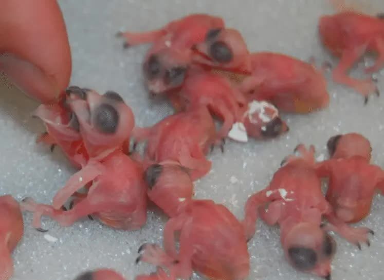 cara-jitu-merawat-anakan-burung-walet-agar-bisa-tumbuh-sehat-7977110