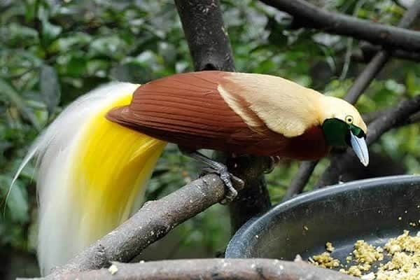 cara-melestarikan-burung-cendrawasih-yang-patut-untuk-kita-lakukan-mediaindonesia-com_-9499095