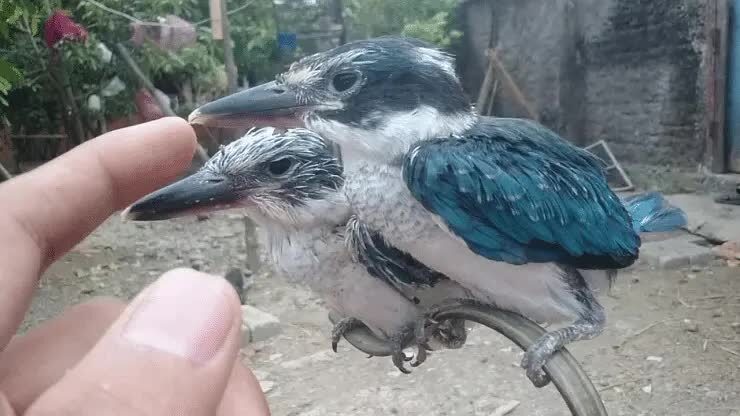 cara-meloloh-anakan-burung-cekakak-3851265