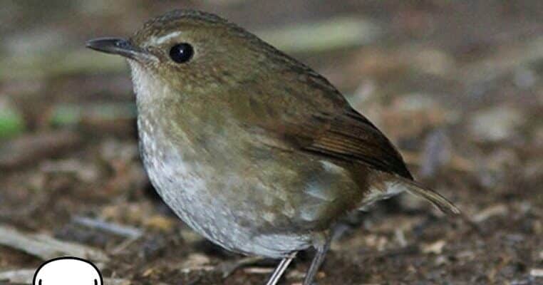 cara-membedakan-burung-jongkangan-jantan-dan-betina-2-4023863