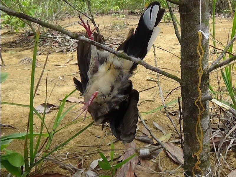 cara-membuat-jebakan-burung-3481117