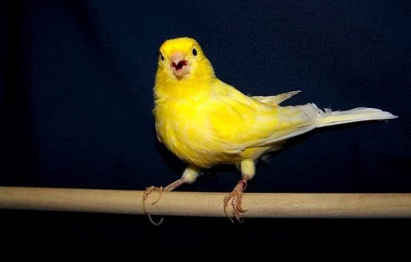 cara-membuat-kenari-nagen-satu-titik-dengan-terapi-tangkringan-kawat-8208429