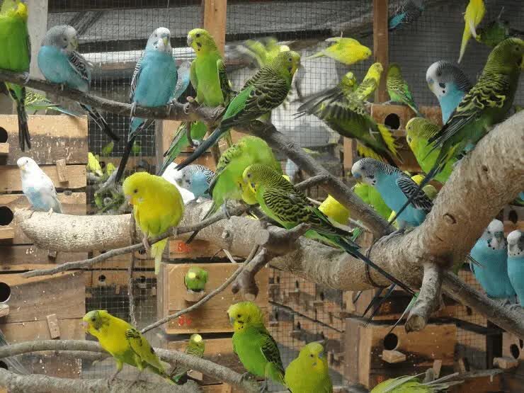 cara-memilih-burung-parkit-yang-bagus-untuk-masteran-1565576