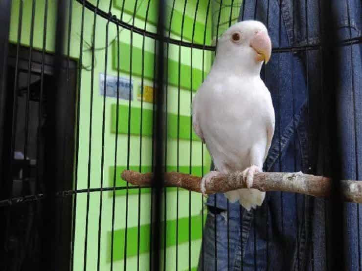 cara-mencetak-lovebird-albino-mata-merah-8032893