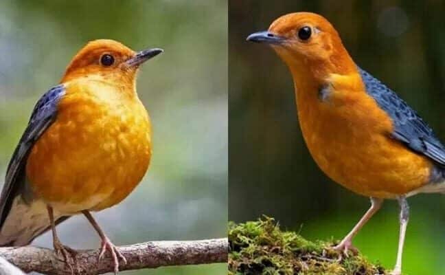 cara-mengatasi-anis-merah-susah-ngeplong-2465691