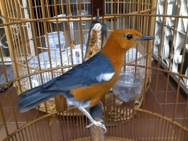 cara-mengatasi-burung-anis-merah-kegemukan-7761076