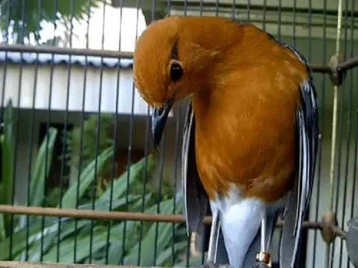 cara-mengatasi-burung-anis-merah-ngedrop-8175401