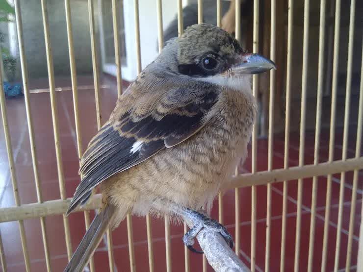 cara-mengatasi-burung-cendet-mengembangkan-bulu-3491627