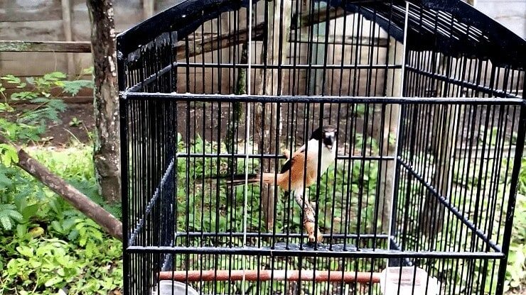 cara-mengatasi-burung-cendet-salto-sampai-normal-kembali-1278015