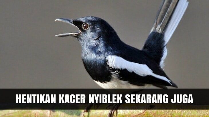 cara-mengatasi-burung-kacer-nyiblek-dan-ketahui-penyebabnya-7017790