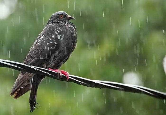 cara-mengobati-flu-pada-burung-merpati-bisa-diawali-dengan-perawatan-4583803