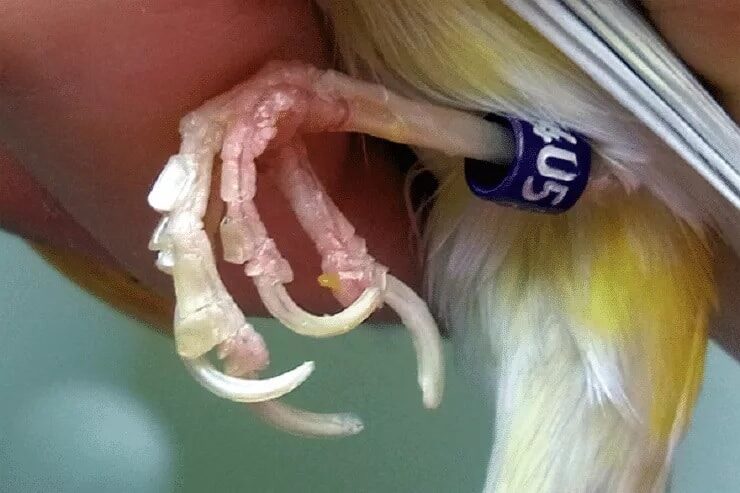 cara-mengobati-jamur-pada-burung-kenari-2177962