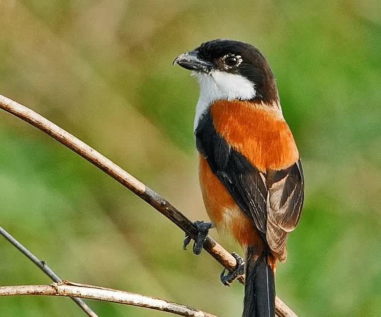 cara-menjinakkan-burung-cendet-tangkapan-hutan-7125978