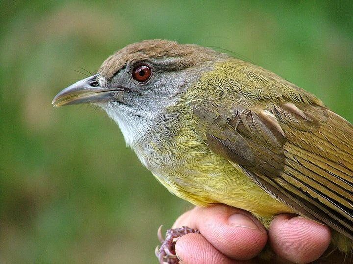 cara-merawat-anakan-cucak-jenggot-2647955