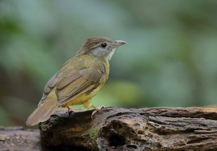 cara-merawat-anakan-cucak-jenggot-supaya-lebih-sehat-7831238