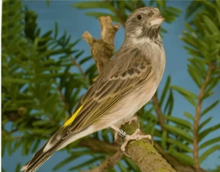 cara-merawat-burung-blackthroat-bakalan-5419823