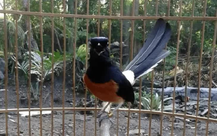 cara-merawat-burung-murai-batu-borneo-1-2244981