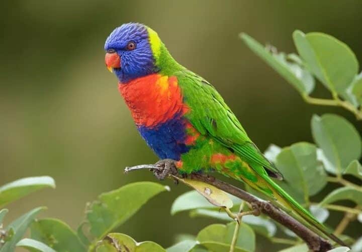 cara-merawat-burung-nuri-agar-cepat-berbicara-layaknya-manusia-7289893