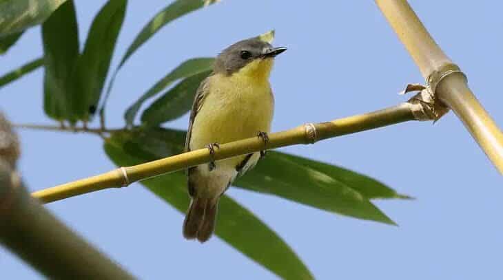 cara-merawat-burung-remetuk-laut-1778397