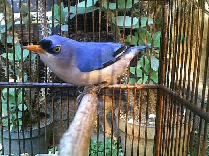 cara-merawat-dan-memelihara-burung-rambatan-5467623