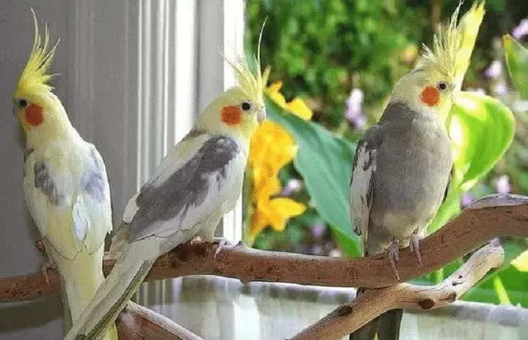 cara-mudah-merawat-burung-cockatiel-atau-parkit-australia-9201856