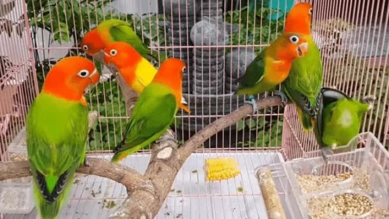 cara-pemberian-kayu-manis-untuk-lovebird-2681904
