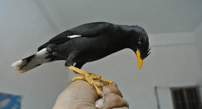 cara-perawatan-burung-jalak-kebo-yg-bisa-bicara-5736535