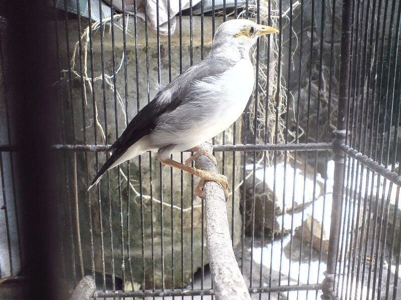 cara-perawatan-burung-jalak-putih-anakan-agar-mau-makan-sendiri-5306874