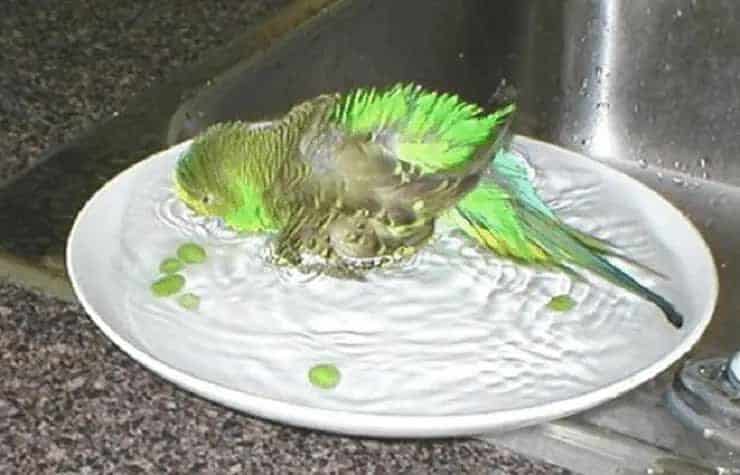 cara-sederhana-memandikan-burung-parkit-8967126