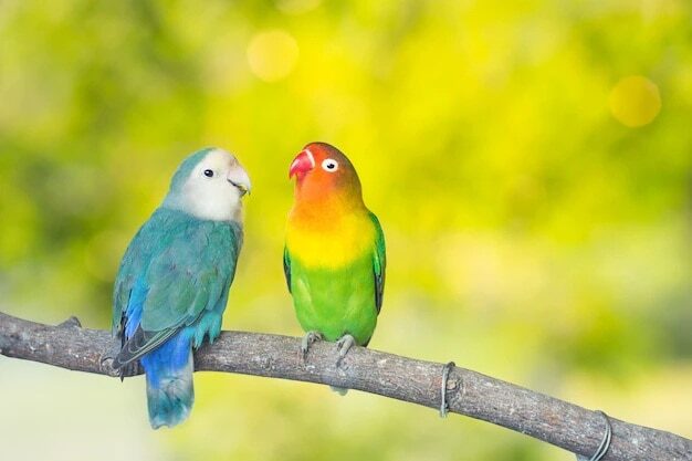 cara-settingan-lovebird-untulan-untuk-kontes-dan-harian-1070409