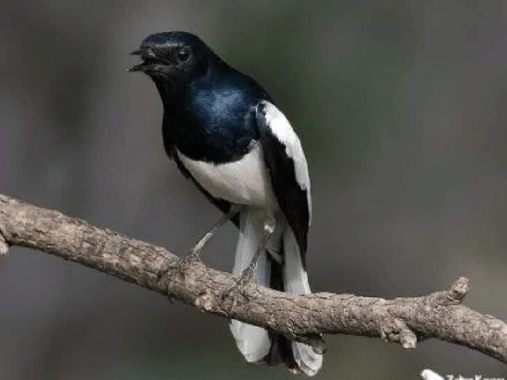 cara-terapi-mandi-untuk-burung-kacer-5488212