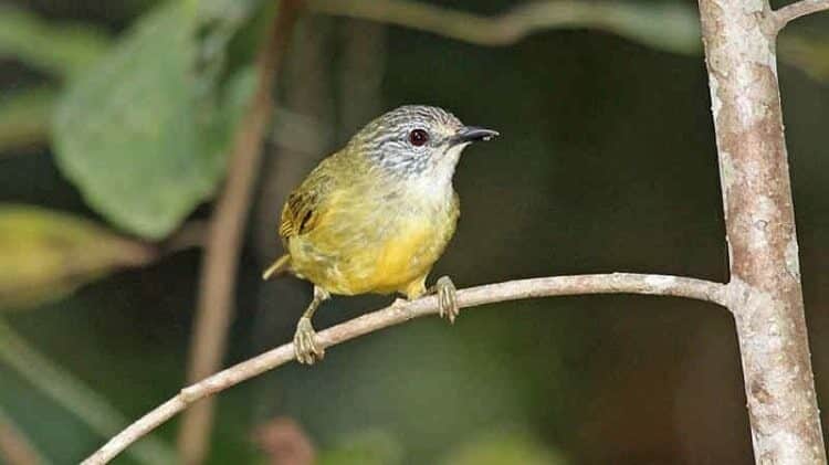 cara-ternak-burung-opior-jawa-2877319