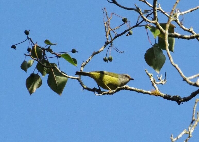 cara-ternak-burung-opior-jawa-untuk-pemula-yang-harus-anda-tahu-9100708