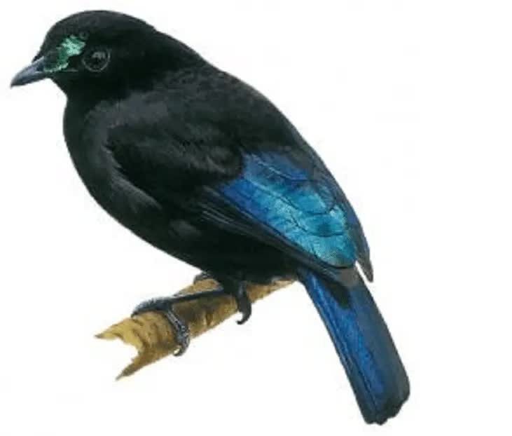 cenderawasih-loria-7636264