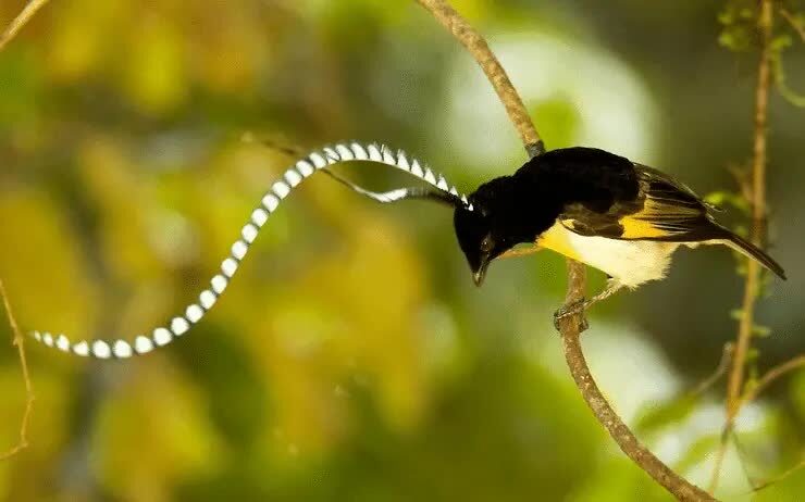 cendrawasih-panji-5327669