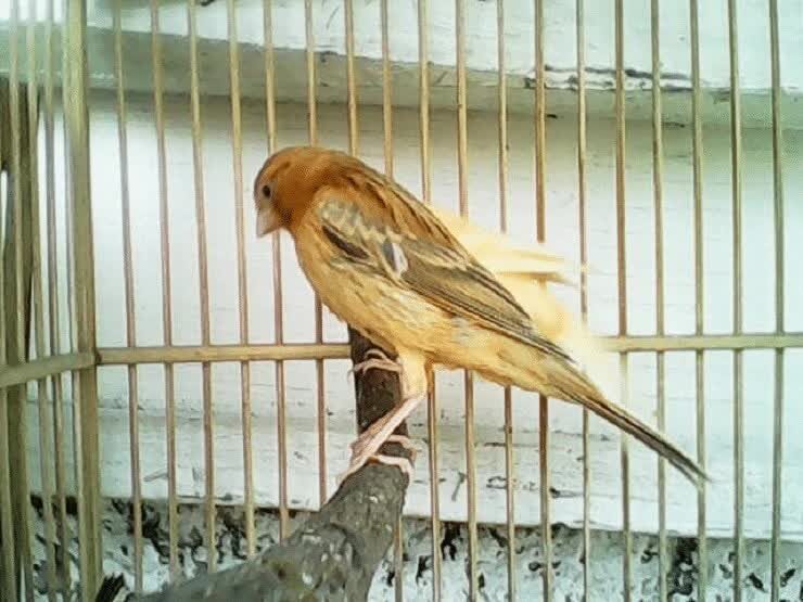 ciri-burung-kenari-isabel-4262591