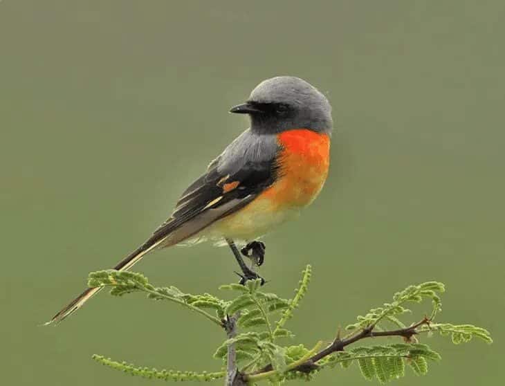 ciri-burung-mantenan-atau-burung-sepah-dan-daerah-persebarannya-3114832