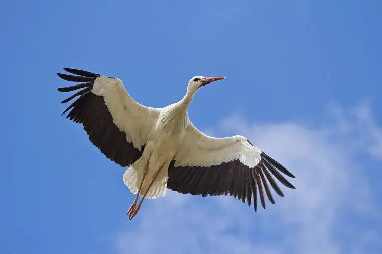 ciri-ciri-burung-bangau-habitat-dan-pola-hidupnya-2394528