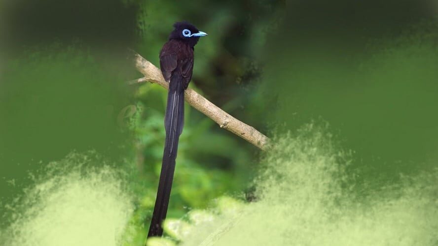 ciri-ciri-burung-seriwang-jantan-dan-persebarannya-7206466