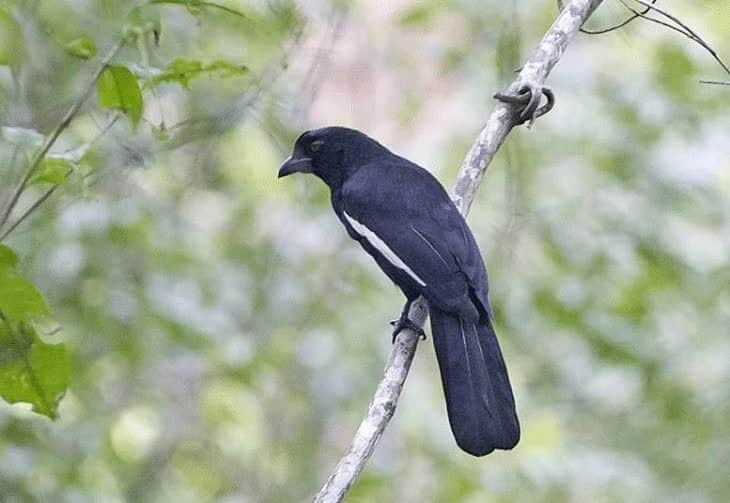 ciri-ciri-burung-tangkar-kambing-7279802