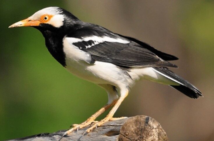 ciri-ciri-jalak-suren-malaysia-5856318