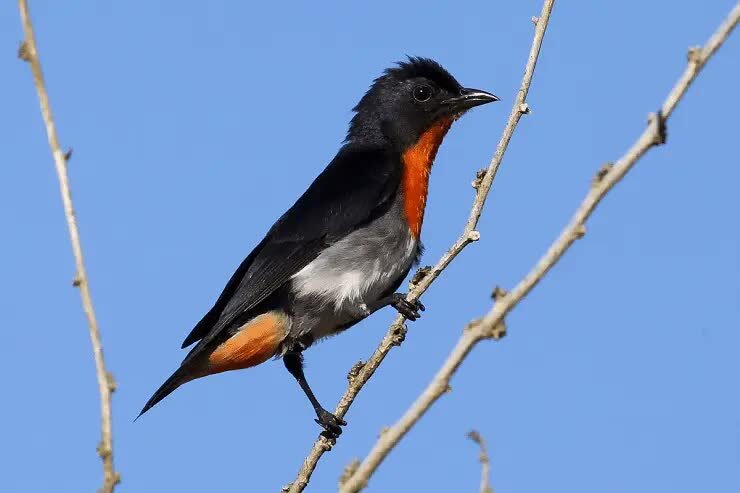 ciri-fisik-burung-cabai-benalu-8210639