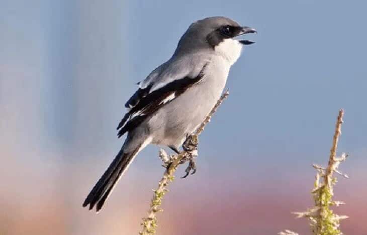 ciri-khas-burung-cendet-madura-3123499